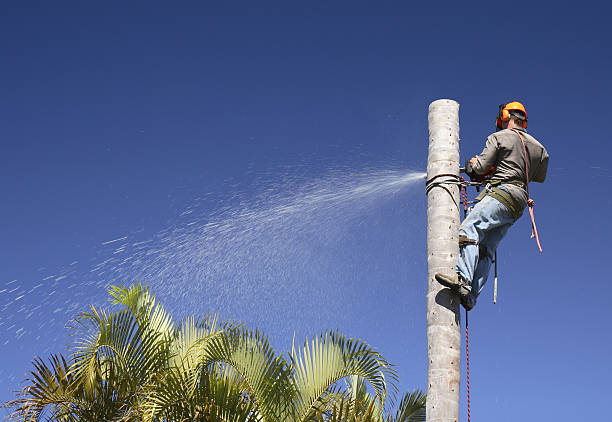 Best Tree Risk Assessment  in Alta, IA