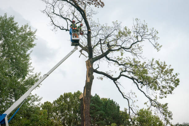 Best Tree Mulching  in Alta, IA