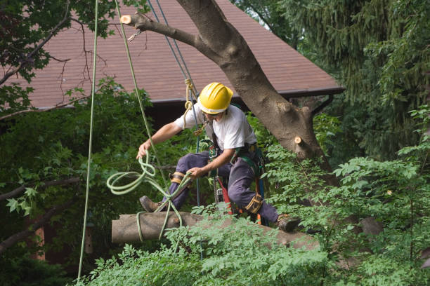 Best Tree Preservation Services  in Alta, IA