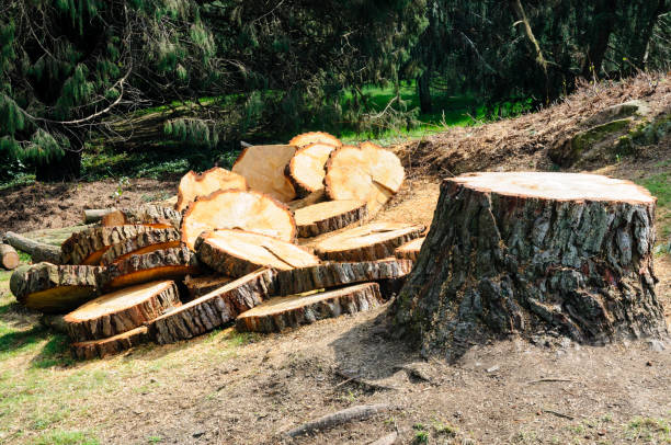 Best Residential Tree Removal  in Alta, IA